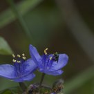 Spiderwort in Bloom